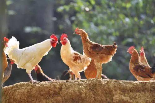 最新活禽资讯,城市中的鸡只温情故事