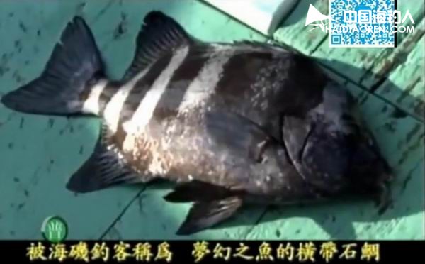 巴巴鱼最新电影,励志成长故事,展现变化的力量与幽默魅力