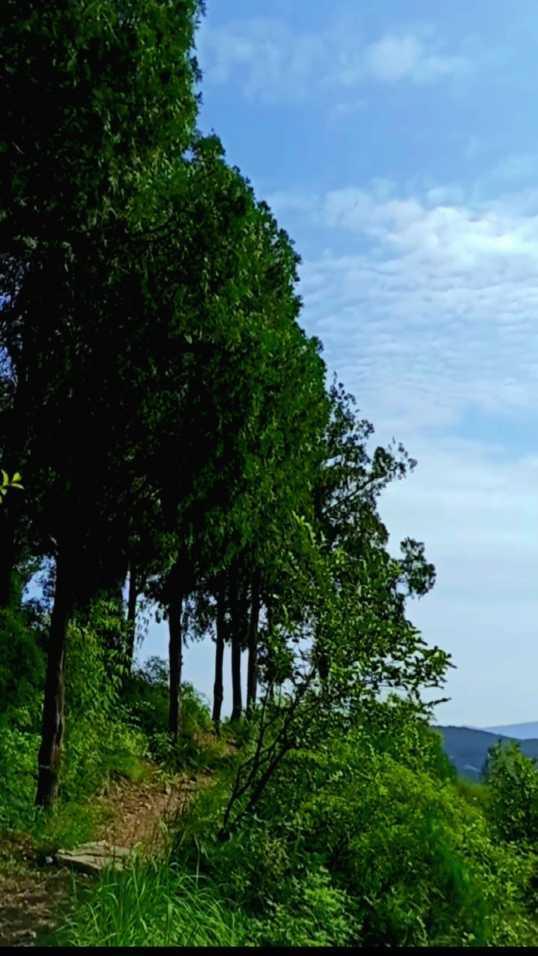 苹果最新产品发布,跃动果实,开启自信成就之旅