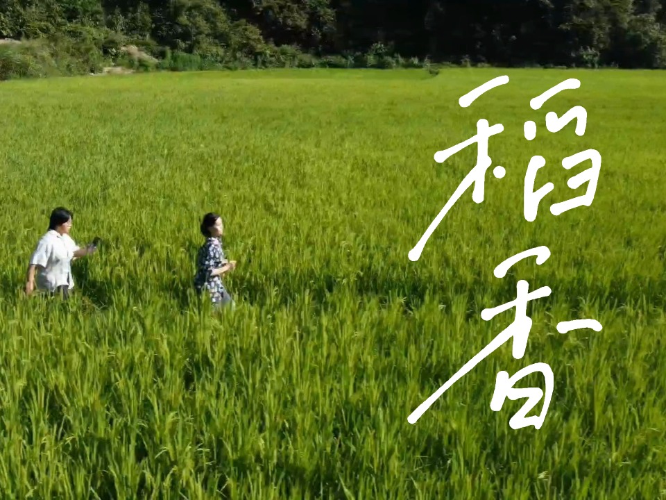 稻香最新版,超越传统还是忠实原作?