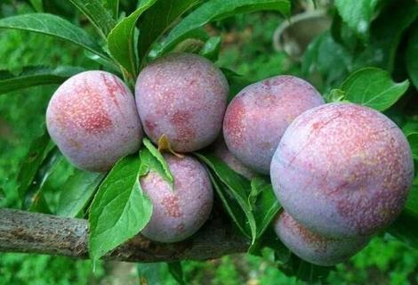 大蒜最新价格走势分析，市场趋势与多方观点解读