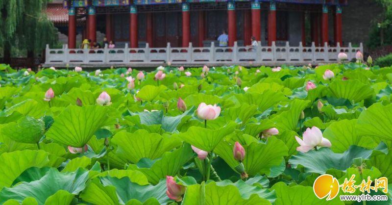 世纪公园荷花盛开，最新观赏指南