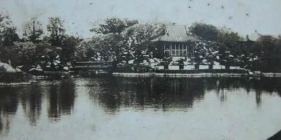 世纪公园荷花盛开,最新观赏指南