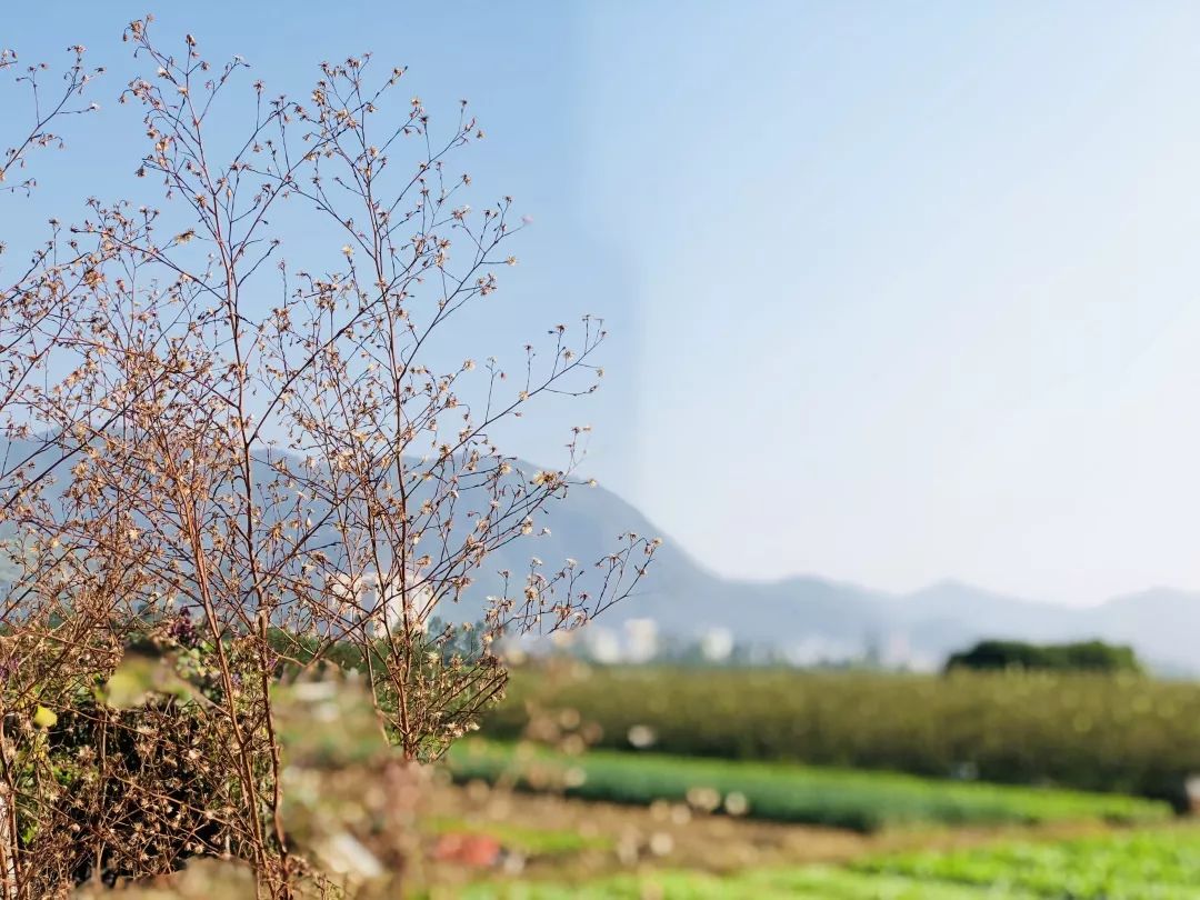 最新个场舞,与自然共舞,探寻内心平和的旅程