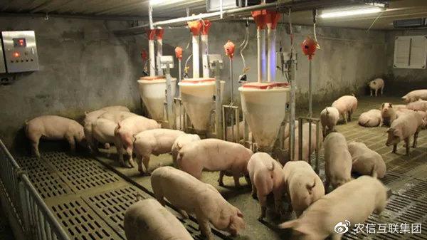 揭西最新猪价，科技引领智能预测，开启智慧养猪新时代