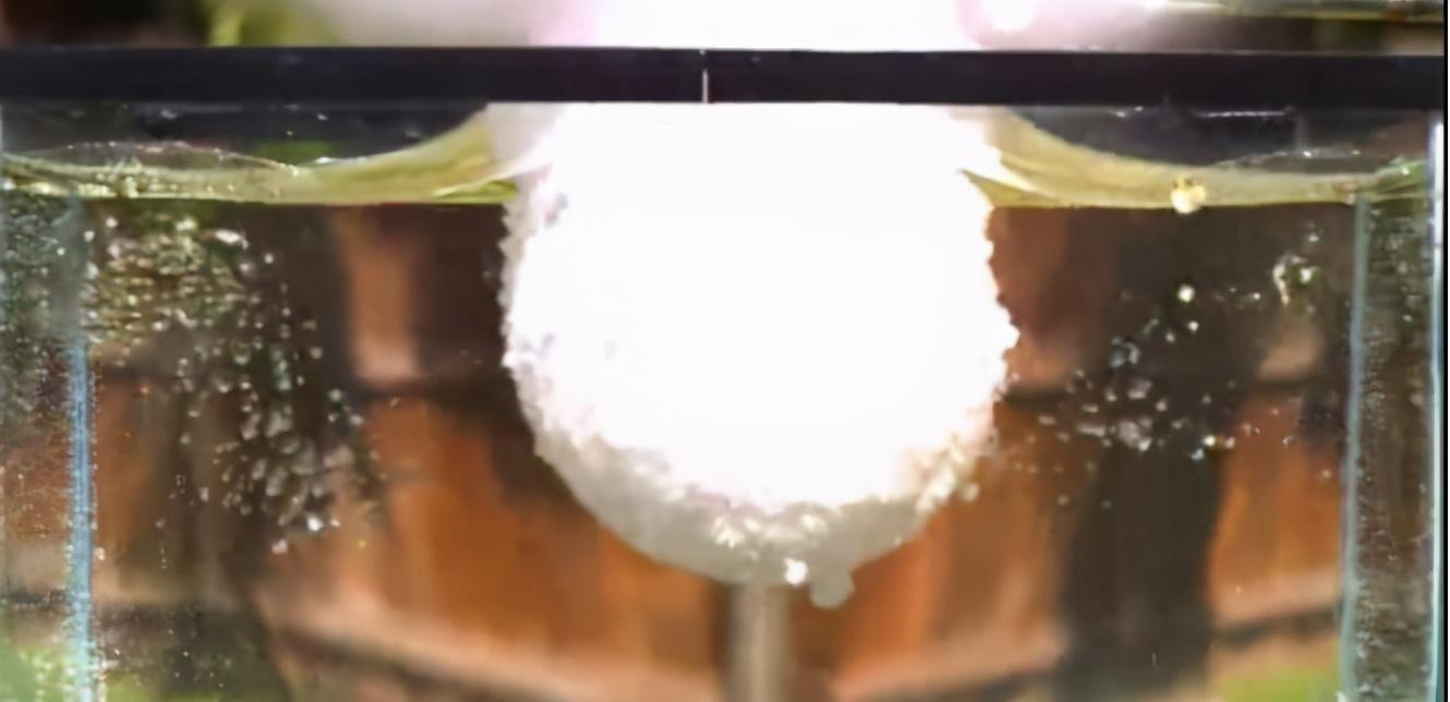 蝌蚪最新版全新特性解析及体验分享