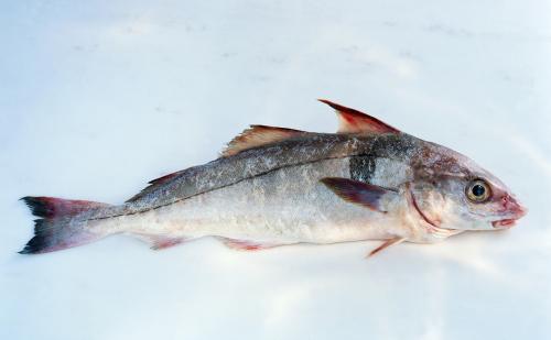 鳕鱼价格解析,一斤多少钱?