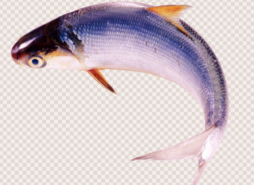 鳕鱼价格解析,一斤多少钱?