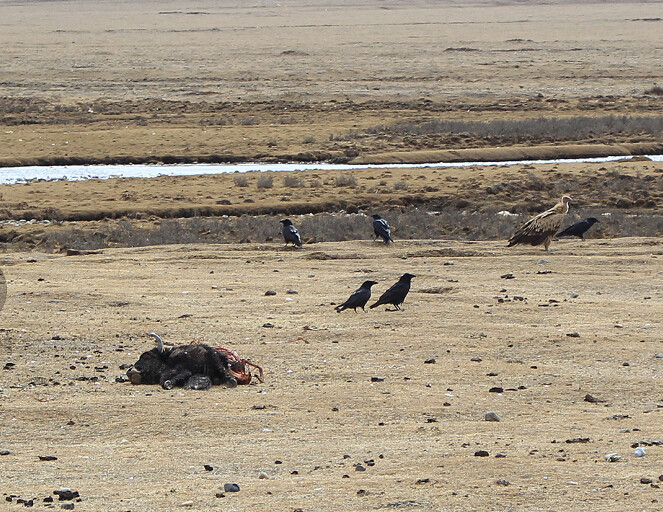 电解锰价格探索之旅，寻求心灵的宁静与平衡