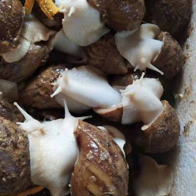 白玉蜗牛行情深度解析,市场走势与趋势预测