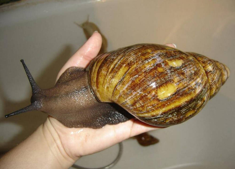 白玉蜗牛行情深度解析,市场走势与趋势预测