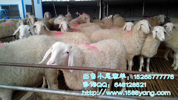 杜泊羊的价格,友情背后的温情故事与羊价探讨