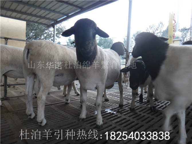 杜泊羊的价格,友情背后的温情故事与羊价探讨