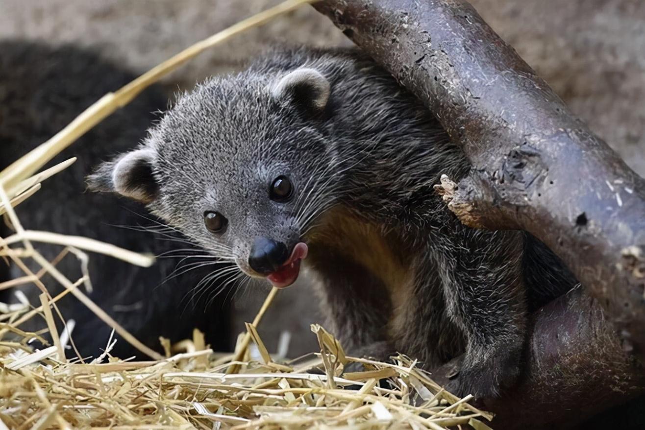 皮毛价格行情深度解析与回顾,市场影响及趋势展望