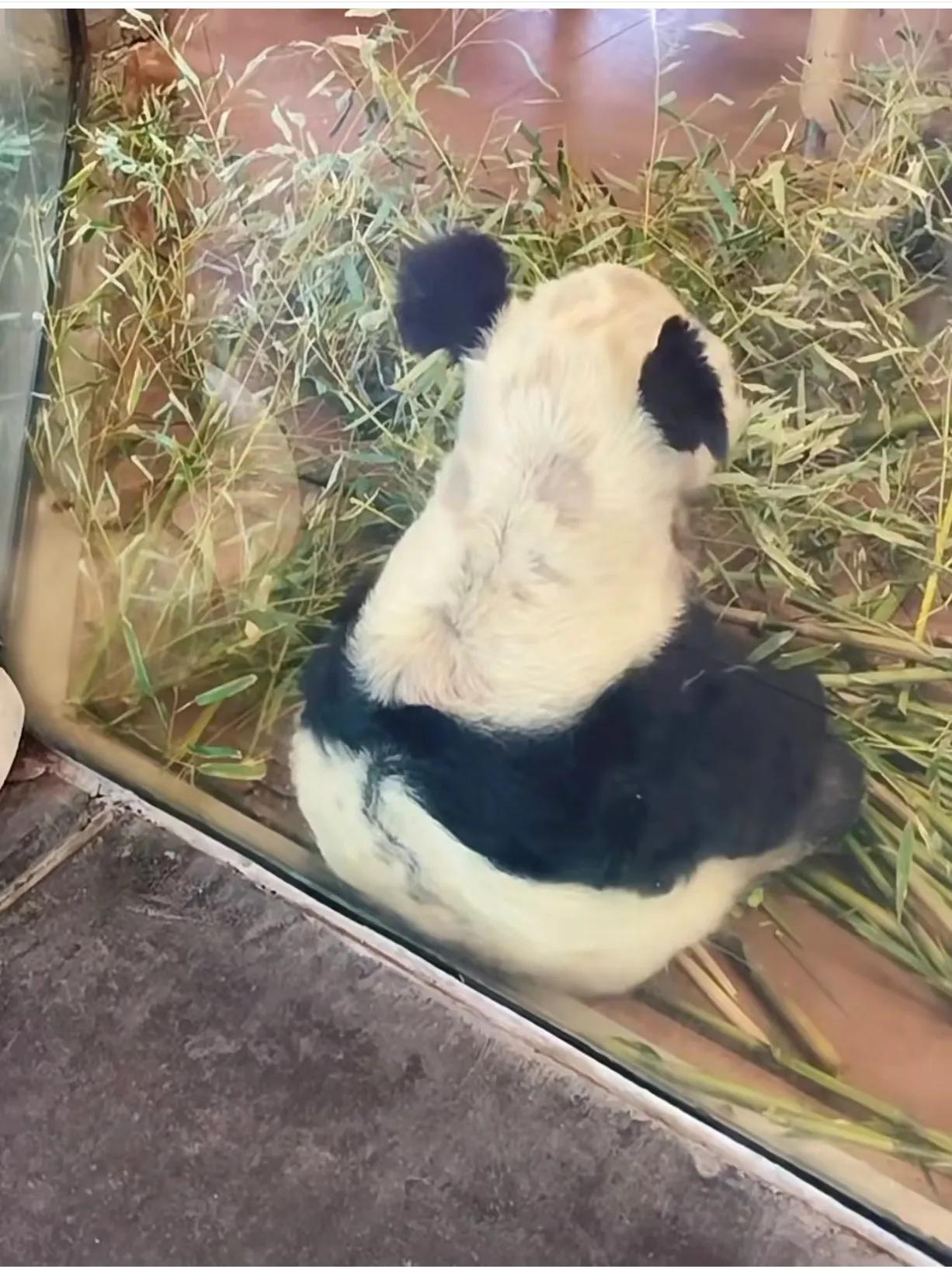 熊猫丫丫最新情况，科技与生活交融的完美展现