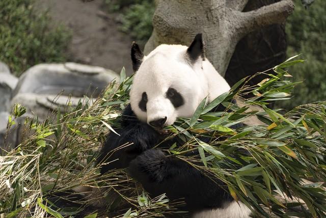 熊猫丫丫最新情况,科技与生活交融的完美展现