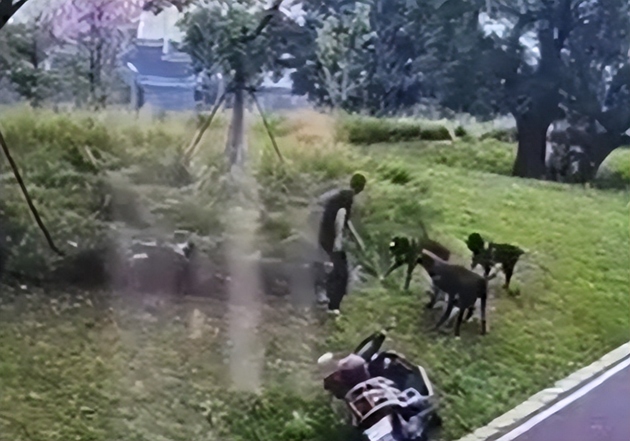 最新狗咬人视频事件及其深度分析