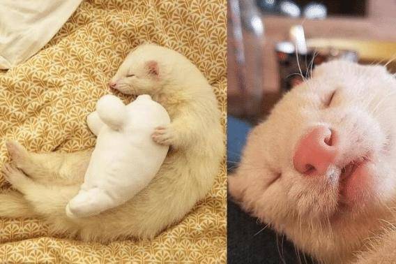 貂最新价格,时尚变迁中的自信与成就感体现