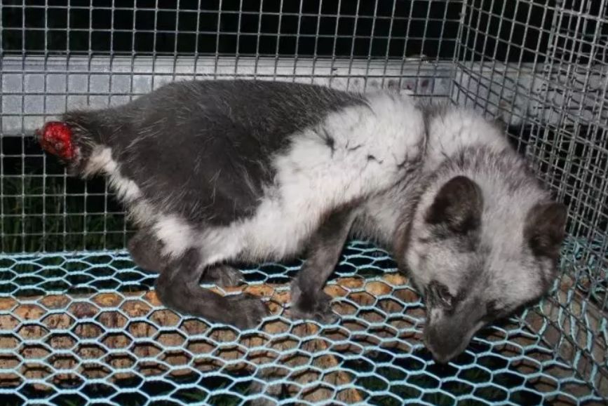 貂最新价格,时尚变迁中的自信与成就感体现