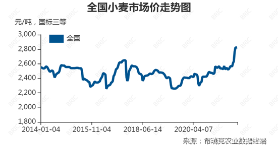 小麦行情最新动态及价格走势分析