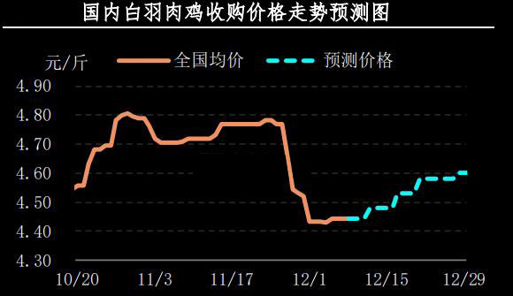 白羽肉鸡价格动态更新与小巷特色美食探秘