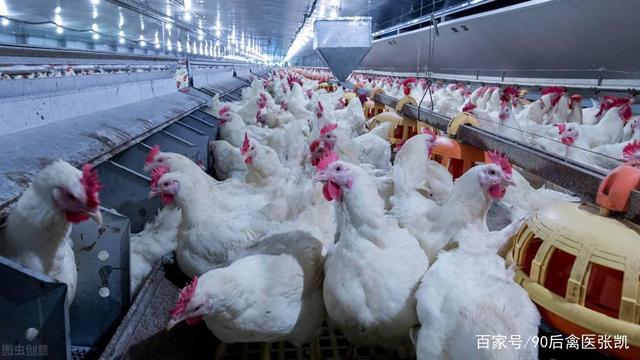 白羽肉鸡价格动态更新与小巷特色美食探秘
