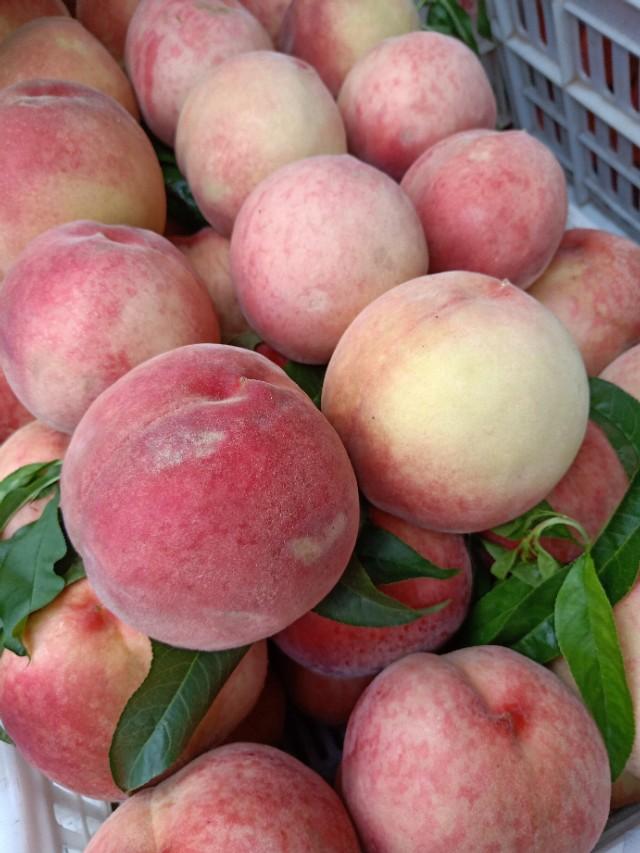 最新桃树品种,探索变化、学习与成就感的奇妙旅程