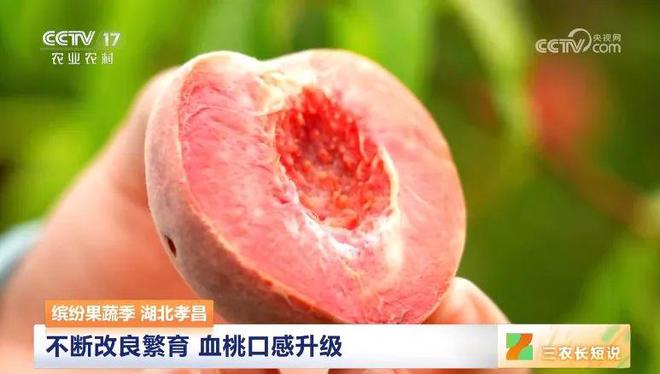 最新品种桃,探索变化中的学习之道,自信成就的力量