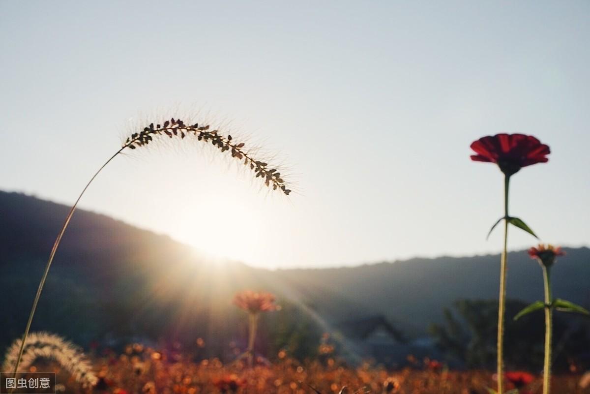 免费最新电影网站,自然美景的心灵之旅之旅