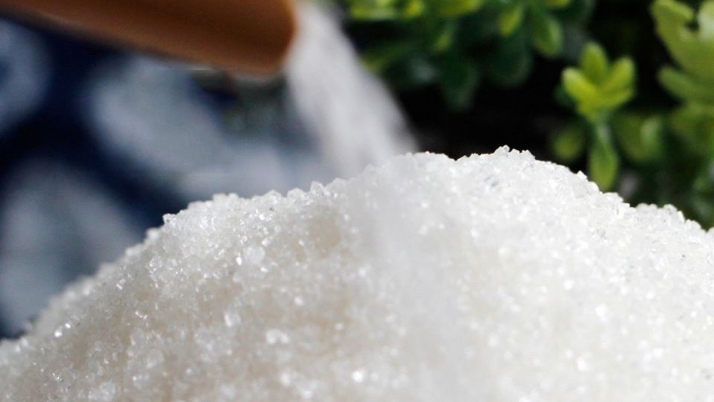 白糖现货最新价格揭秘🍯