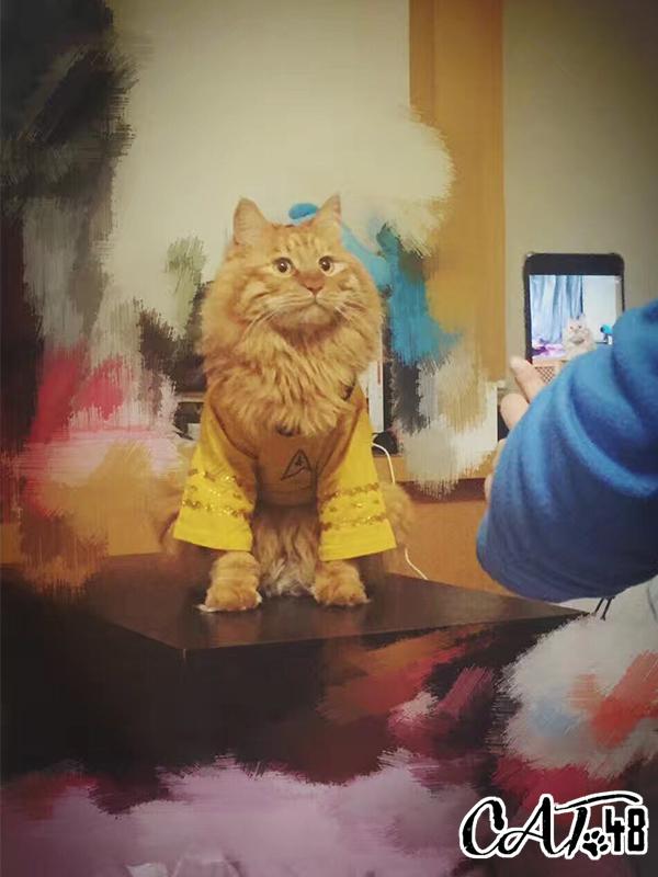 喵星人大战最新版,星际征途的辉煌篇章开启!