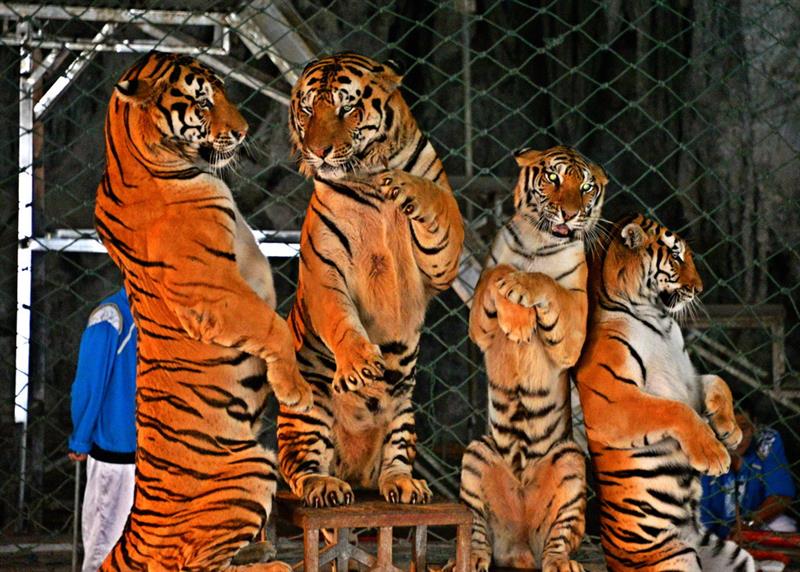 四虎最新地址2019,探索未知的新境地!